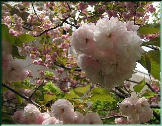 桜tr32.jpg